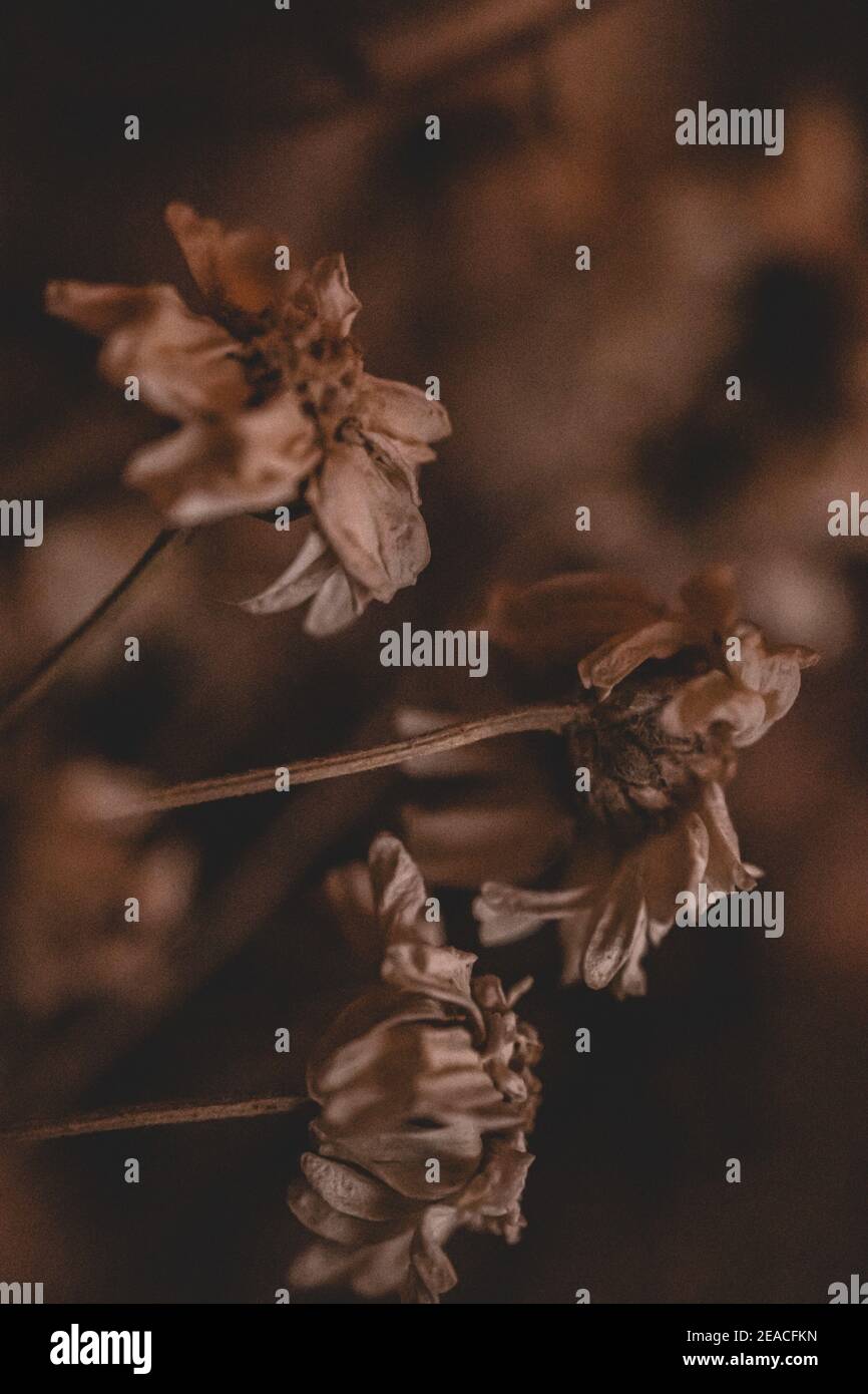 Macro shot di fiori marroni appassiti Foto Stock