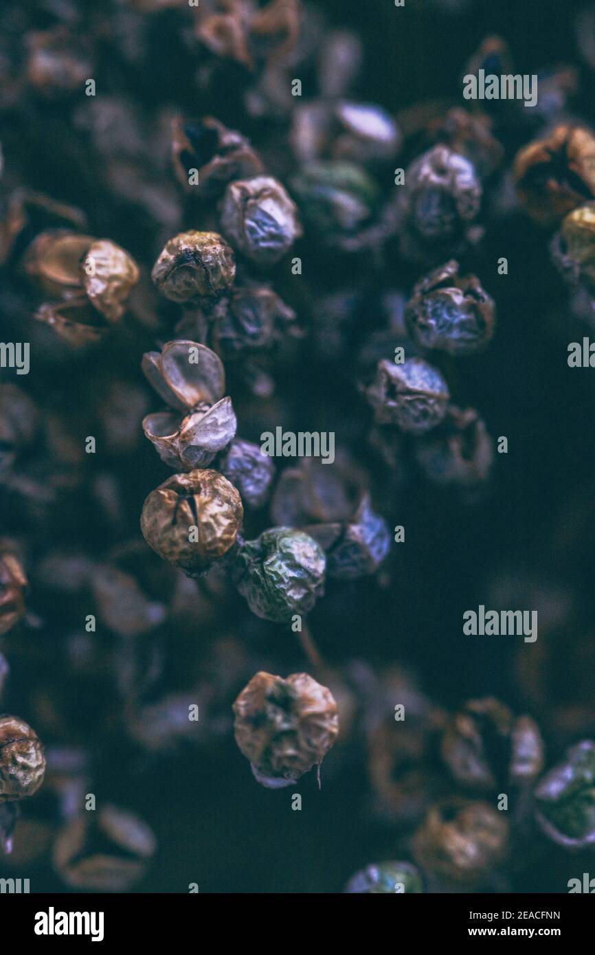 Macro shot di una pianta blu Foto Stock