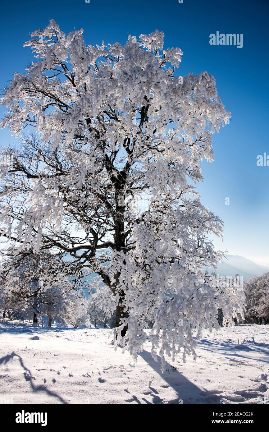 Svizzera, paesaggio invernale nel Giura Foto Stock
