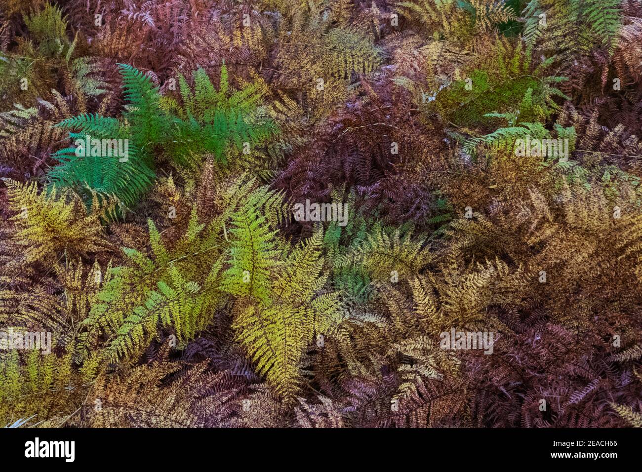 Inghilterra, Surrey, Cobham, Chatley Heath, colori autunnali Foto Stock