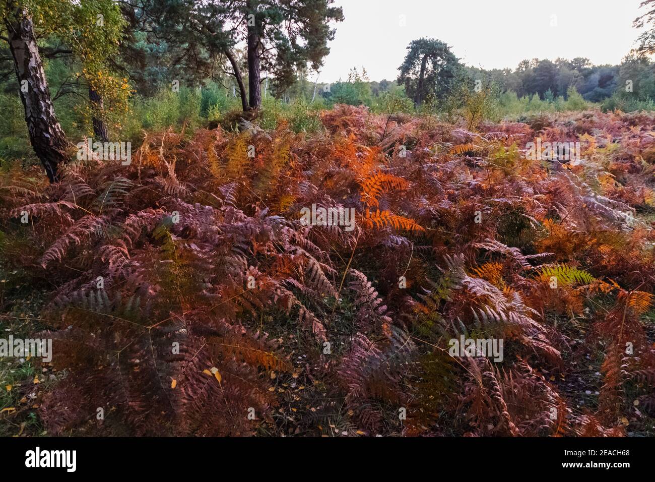 Inghilterra, Surrey, Cobham, Chatley Heath, colori autunnali Foto Stock