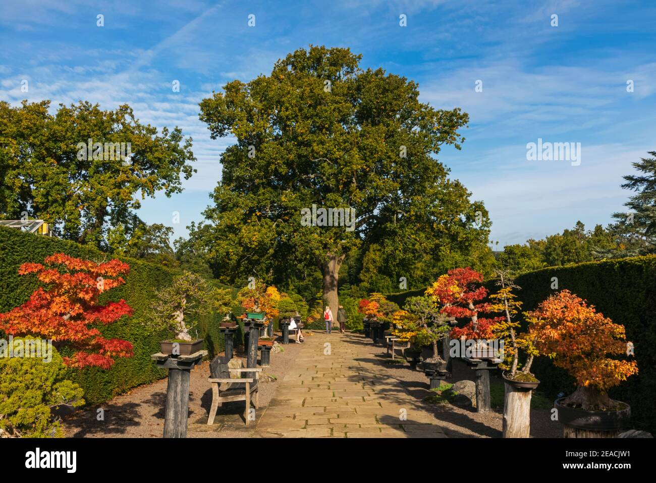 Inghilterra, Surrey, Guildford, RHS Wisley, Bonsai Walk con colori autunnali Foto Stock