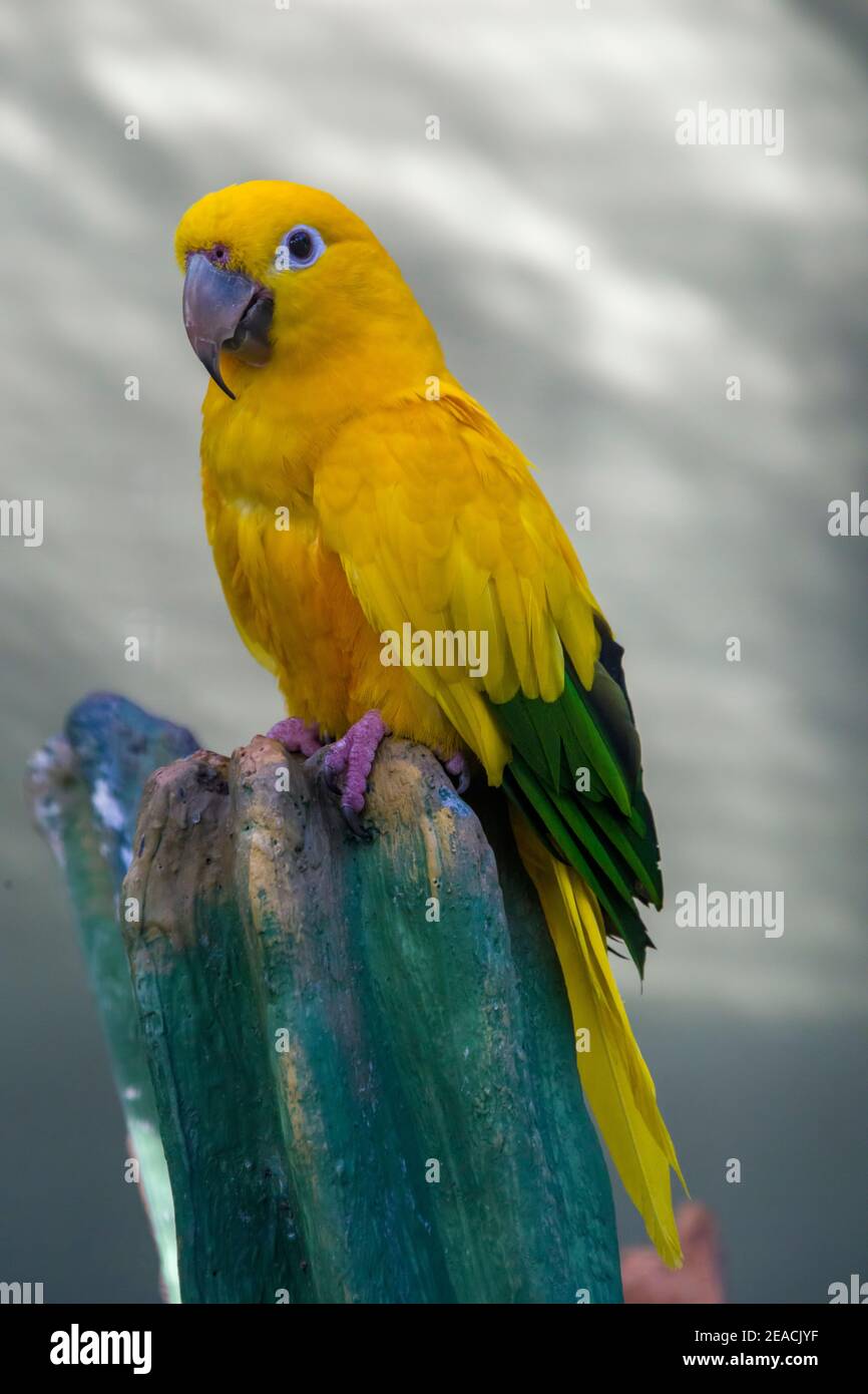 Il parakeet dorato è un pappagallo neotropico di medie dimensioni originario del bacino amazzonico del Brasile settentrionale interno. Foto Stock