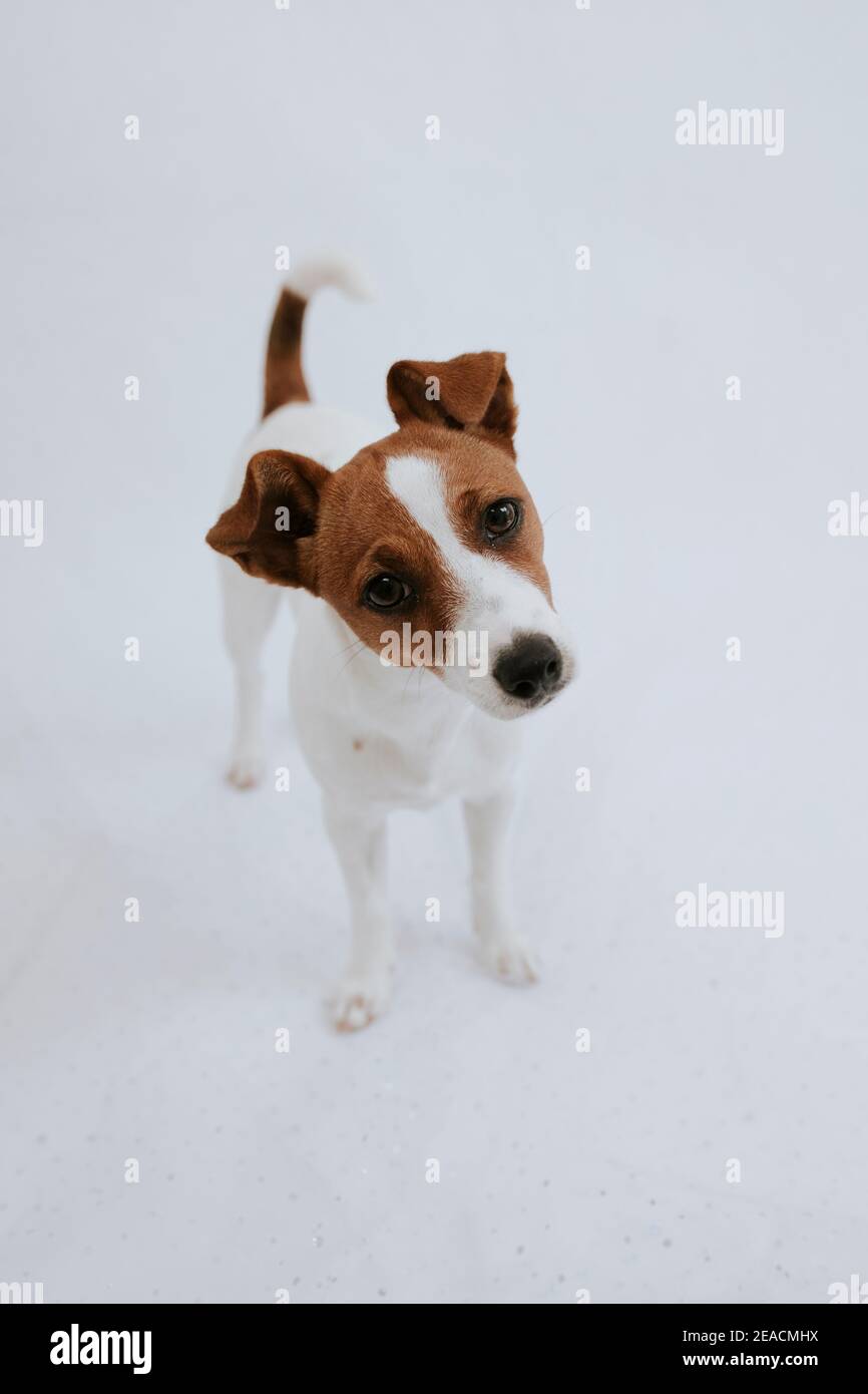 Jack Russell Terrier Foto Stock
