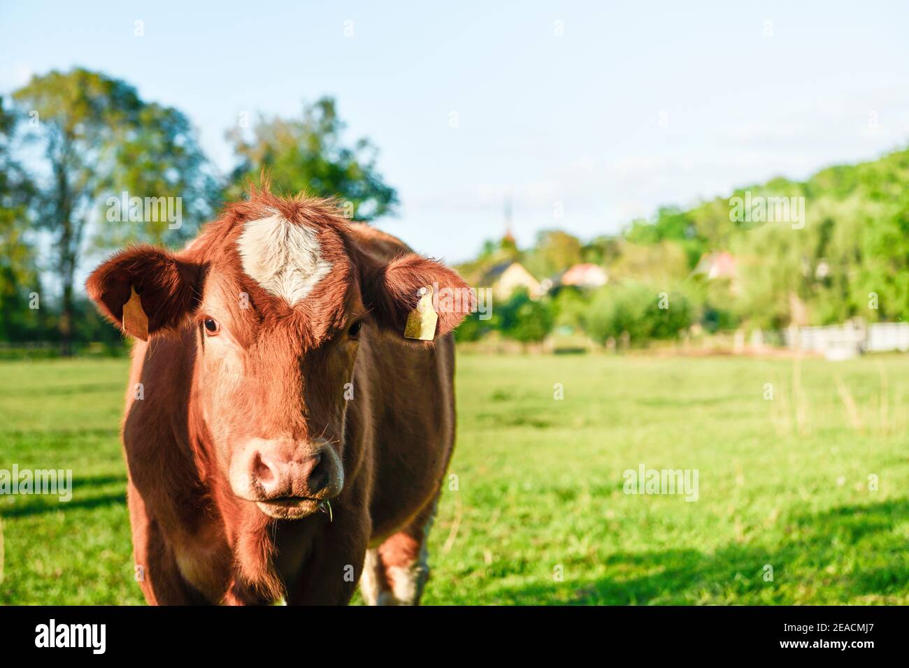 Una singola mucca marrone e bianca nel prato guarda la fotocamera Foto Stock