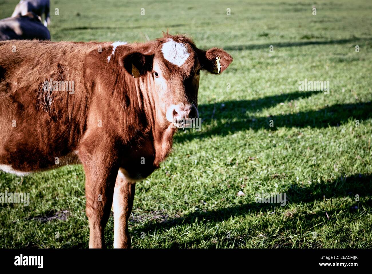 Una singola mucca marrone e bianca nel prato guarda la fotocamera Foto Stock