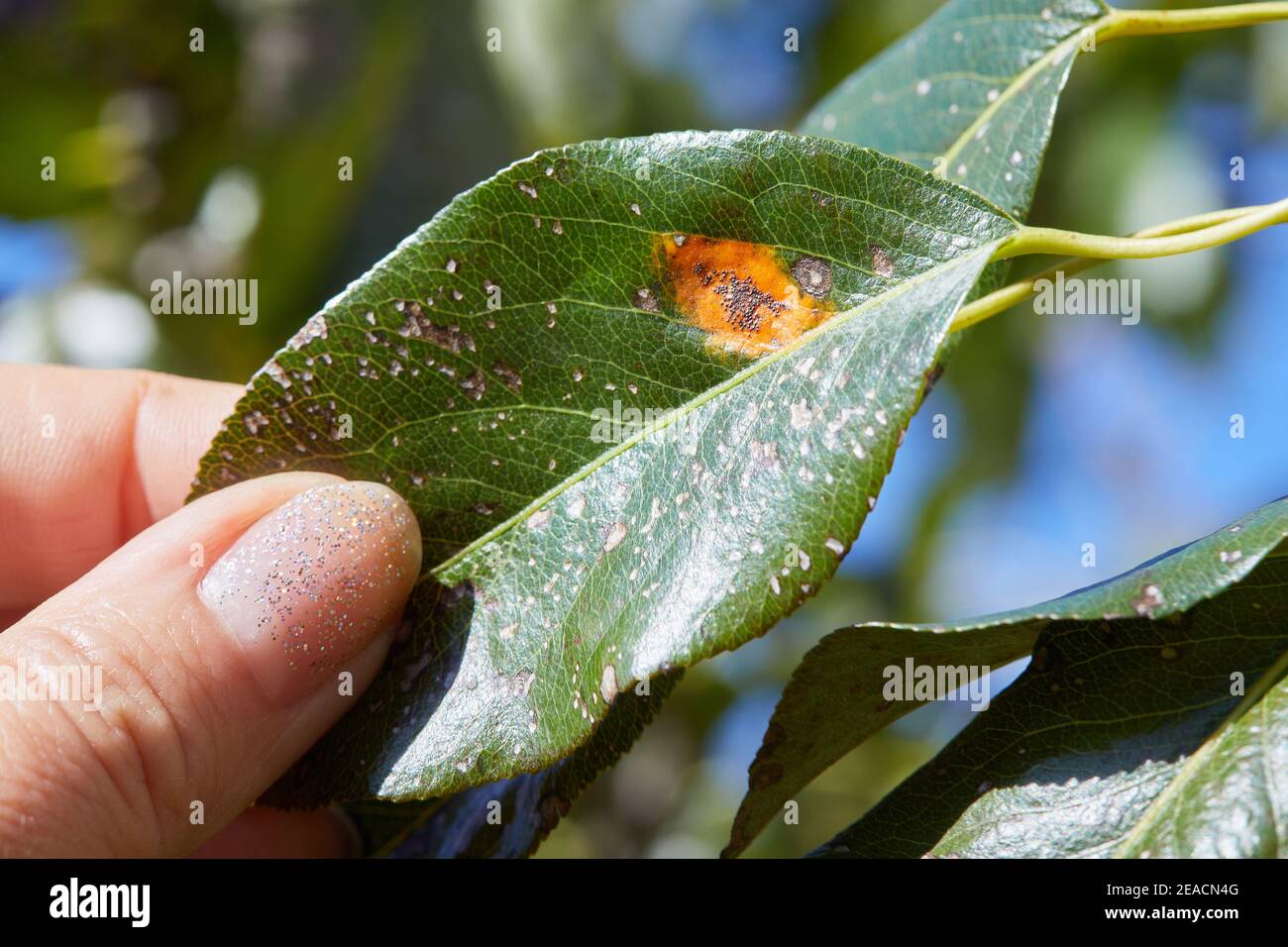 Una foglia di pera infettata con gymnosporangium sabinae (ruggine) e Septoria Punto foglia (Septoria aegopodii) Foto Stock