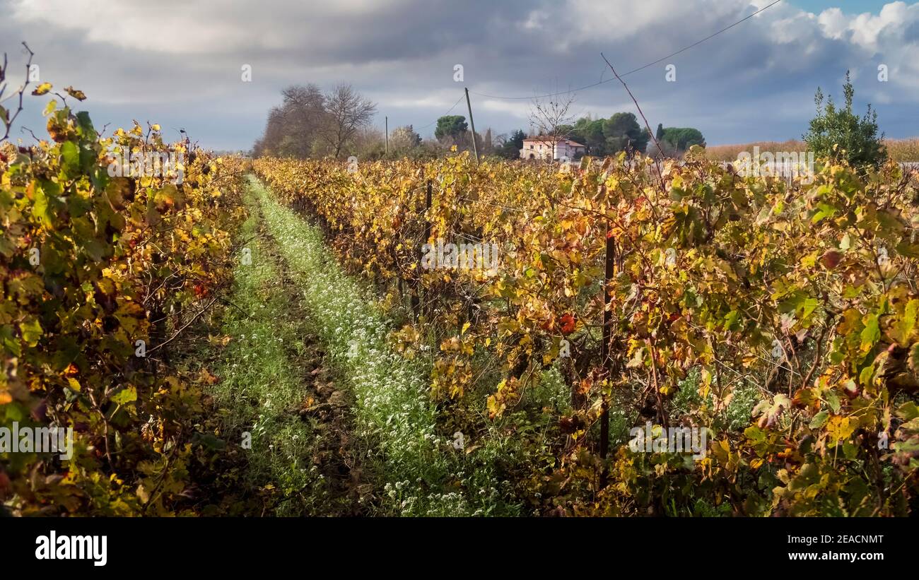 Vigneto vicino Coursan in autunno Foto Stock