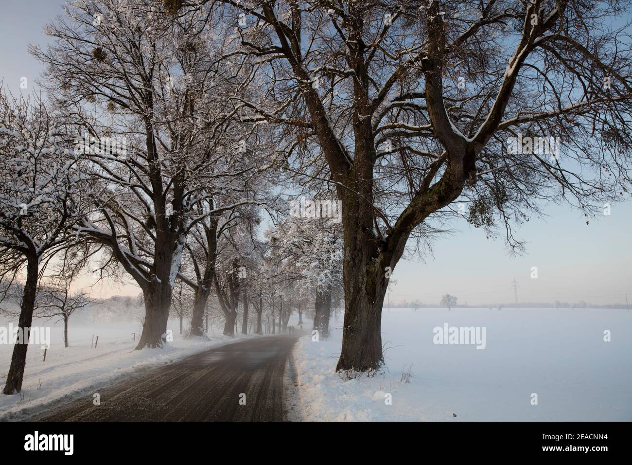 Paesaggio invernale, neve, alberi, tramonto Foto Stock