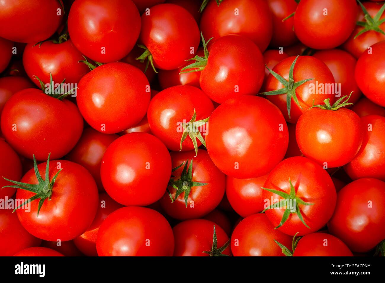 Wittichenau, alta Lusazia, Sassonia, Germania - vendemmia del pomodoro presso l'azienda agricola e l'allevamento Domanja, pomodori maturi in scatola. Foto Stock