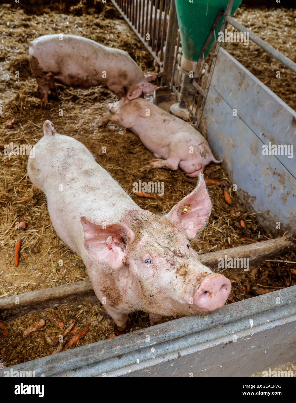 Alta Lusazia, Sassonia, Germania - suini biologici nel fienile, gli animali vengono tenuti sulla paglia in modo appropriato in questa fattoria, con uno spazio generoso al di sopra delle norme biologiche e nutriti con mangimi propri di fattoria autoprodotti, dopo aver mangiato i suini sono autorizzati a tornare all'esterno. Foto Stock