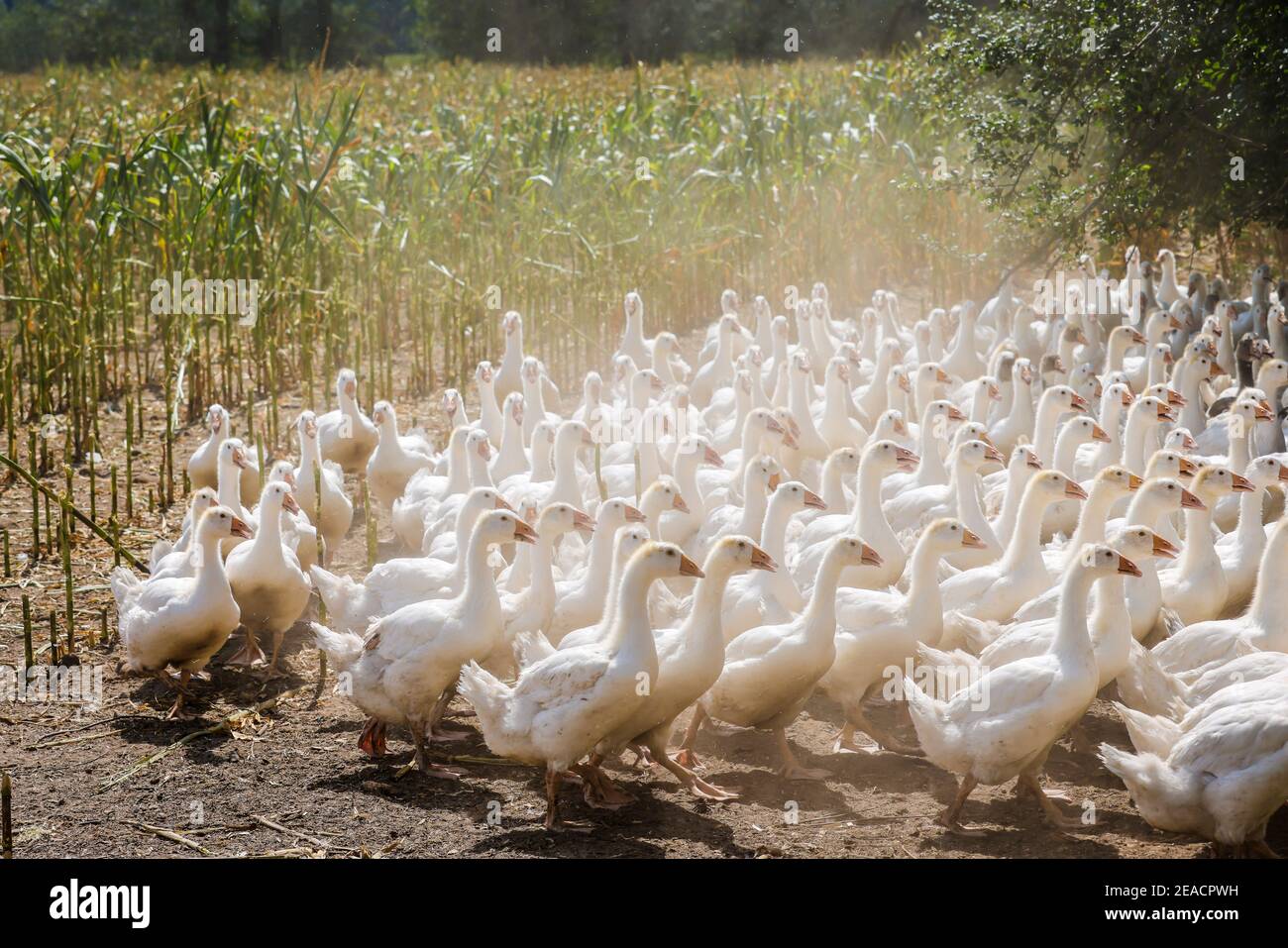 Wittichenau, alta Lusazia, Sassonia, Germania - le oche nel campo del mais, gli animali dell'azienda agricola Domanja a conduzione familiare e dell'allevamento di ortaggi sono tenuti in modo adeguato alle specie, con uno spazio generoso in conformità con gli standard biologici e alimentati con mangimi da fattoria autoprodotti. Foto Stock