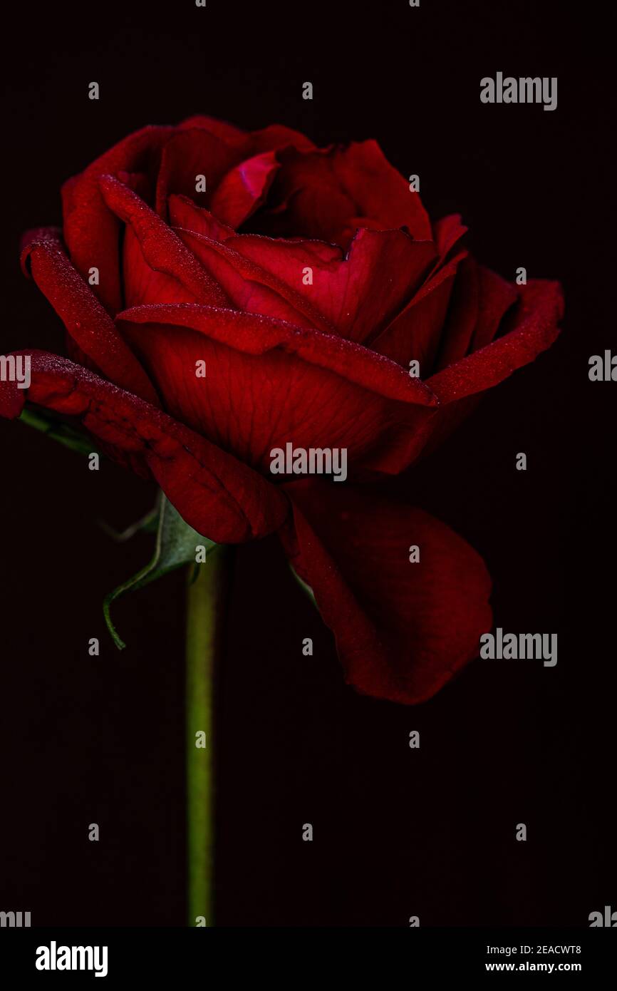 Foto creativa singola rosa rossa per la celebrazione del giorno di San Valentino, wedding card, gift card, love card, sfondo, carta da parati e copertina del libro Foto Stock