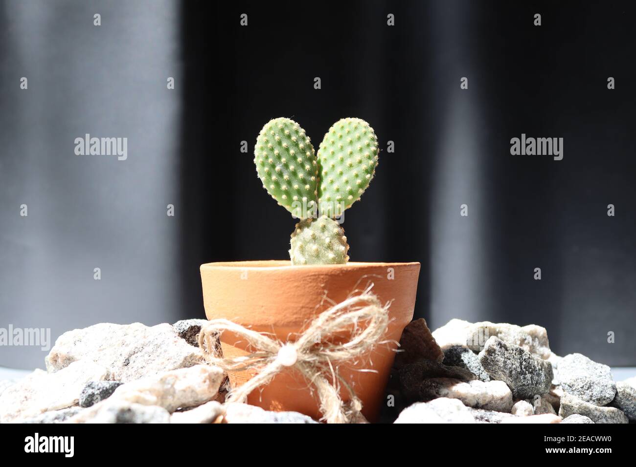 Questo piccolo albero di cactus con due foglie in piedi davanti a vari sfondi ci mostra un aspetto carino. È in una pentola di creta minuscola. Foto Stock