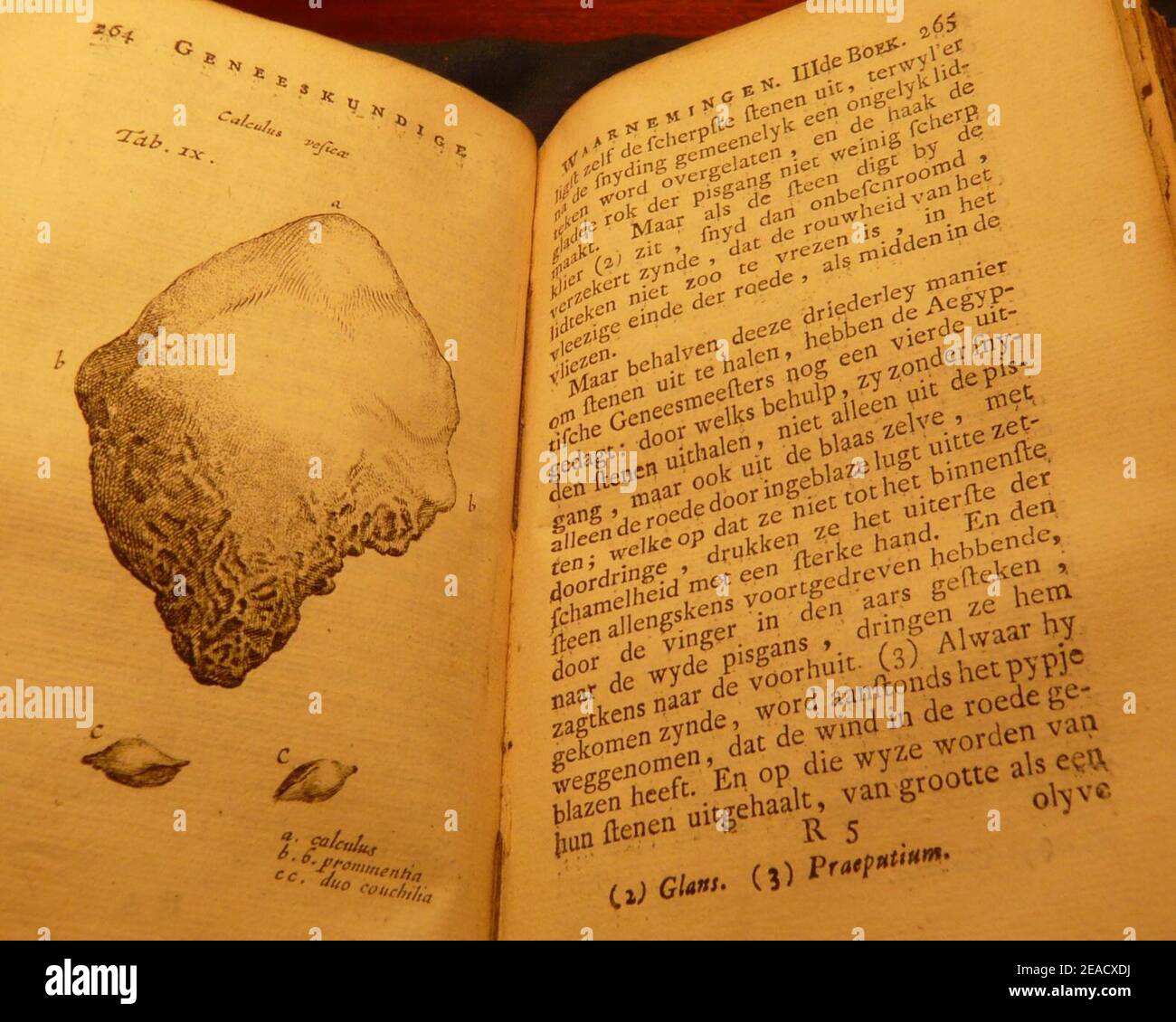 Nicolaes Tulp 1740 3e Cathalina Pannemacker. Foto Stock