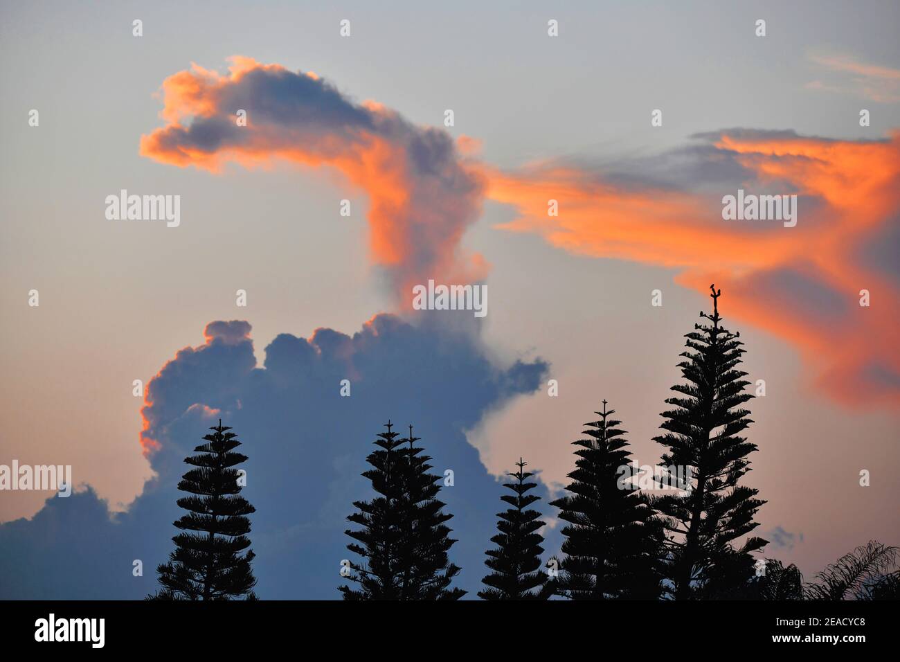 Nuvole di colore arancione al tramonto dietro diverse Norfolk Island Pines [Araucaria eterophylla] vicino a St Francis Bay, Sudafrica. Foto Stock