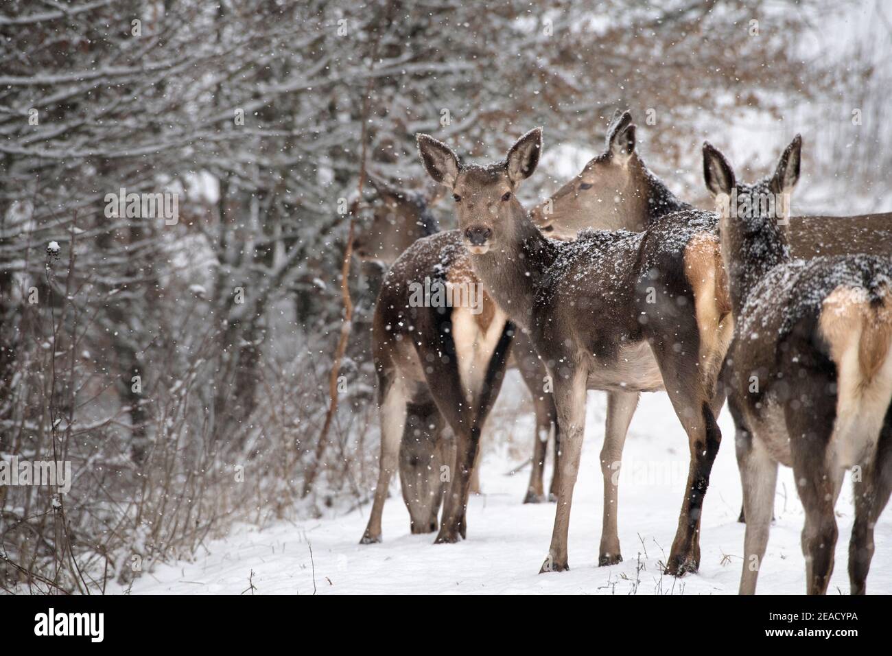 Il cervo rosso in inverno Foto Stock