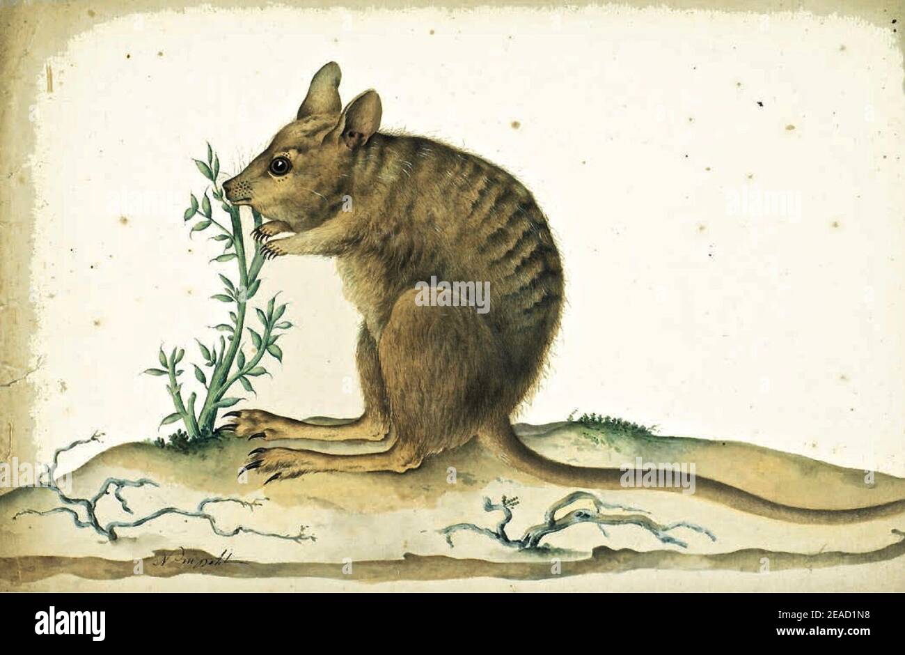 Nicolas-Martin Petit Barded Lepre-Wallaby. Foto Stock