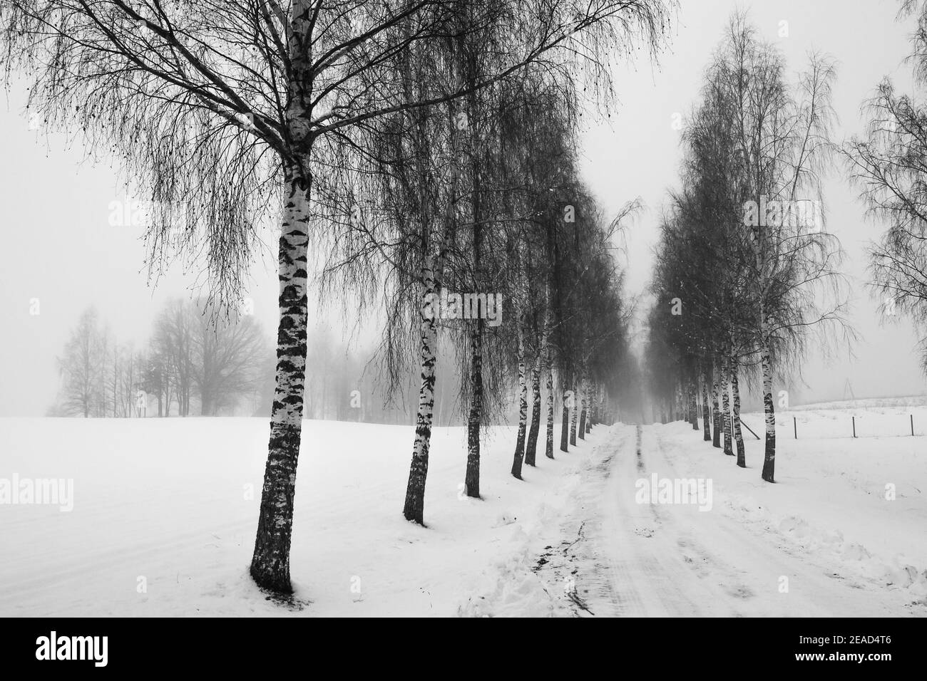 Alberi di betulla e strade innevate in inverno, fotografia in bianco e nero Foto Stock
