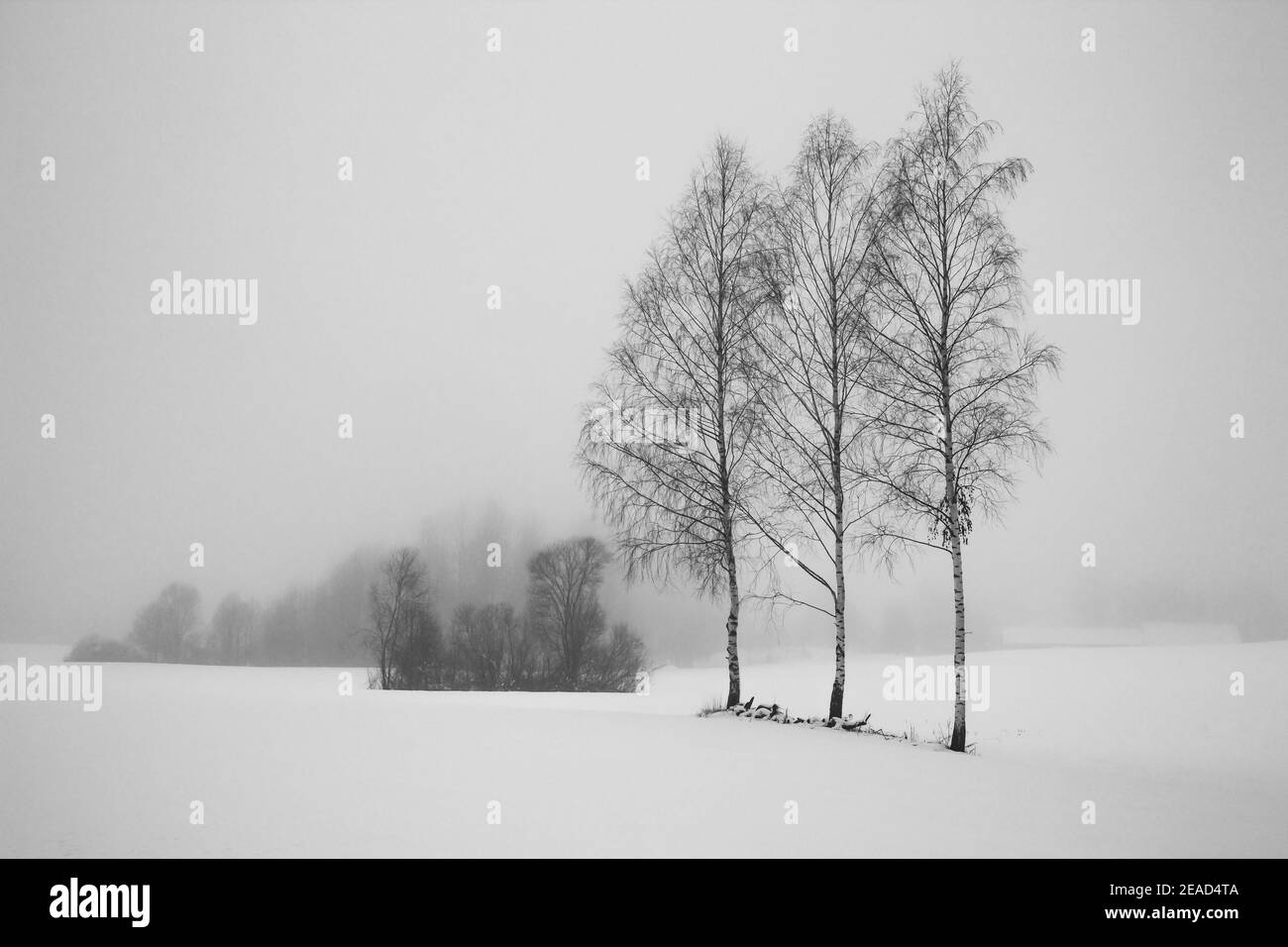 Alberi di betulla in nevoso e nebby giorno d'inverno Foto Stock