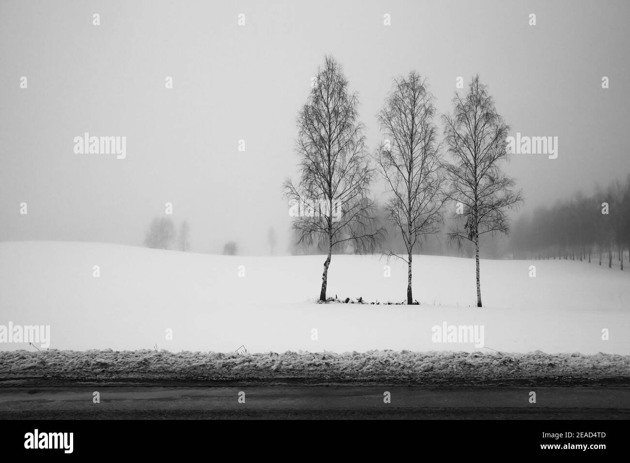Alberi di betulla in nevoso e nebby giorno d'inverno Foto Stock