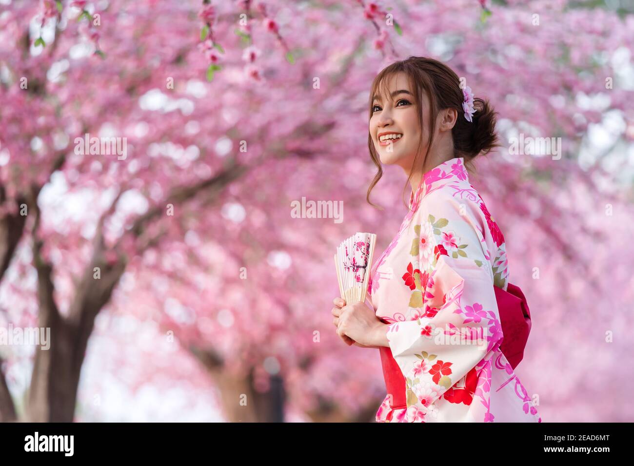 donna in yukata (abito kimono) tenendo il ventilatore pieghevole e  guardando sakura fiore o ciliegia fiore fioritura in giardino Foto stock -  Alamy