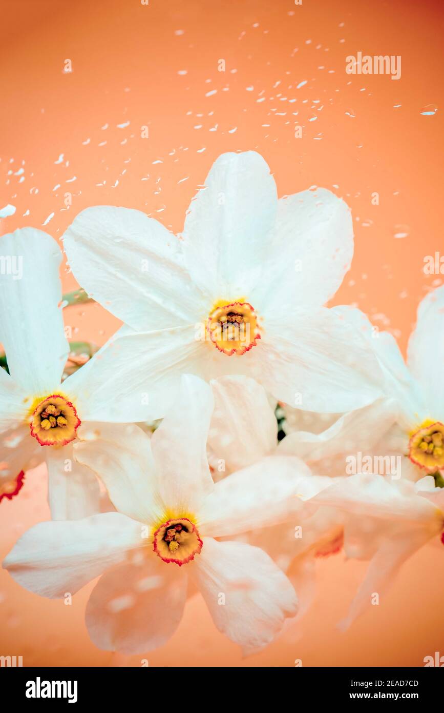 Elegante bouquet primaverile con bel profumo Foto Stock