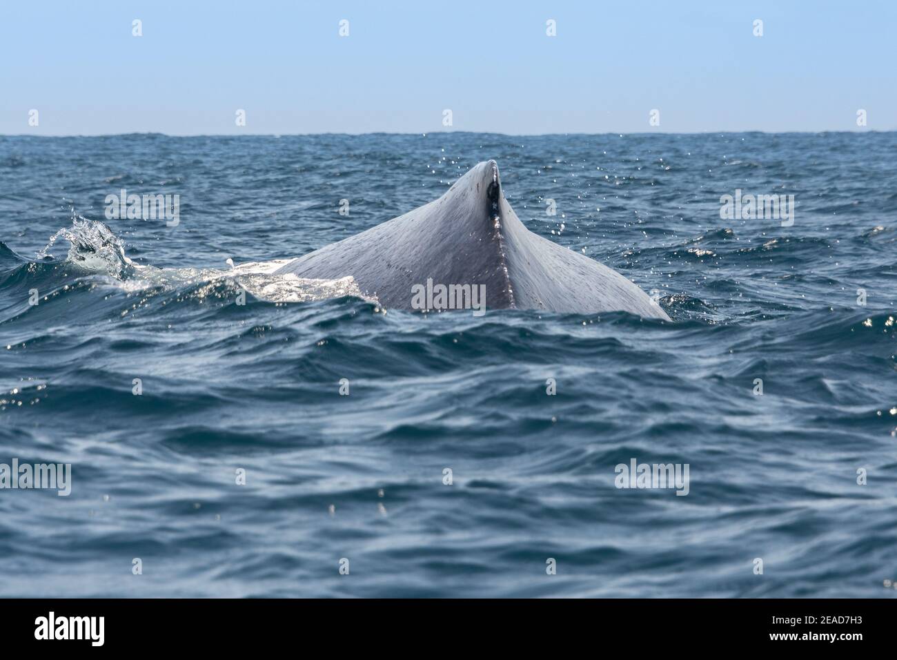 Balena in barca a vela nel Parco Nazionale di Machalilla, Ecuador Foto Stock