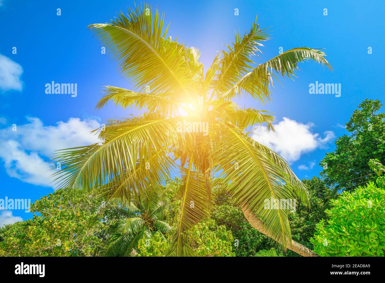 Palme da cocco sullo sfondo del cielo blu con il sole del tramonto in estate. In isola tropicale delle Seychelles. Foto Stock