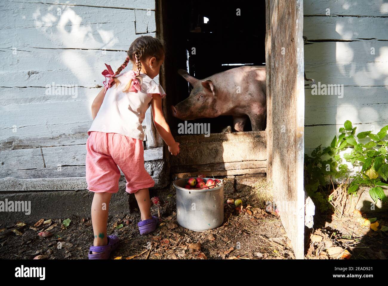 La bambina sta alimentando un maiale Foto stock - Alamy