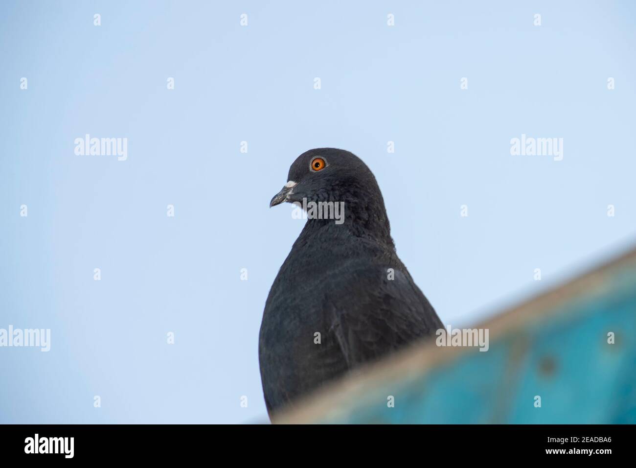 Il piccione nero si siede sul tetto della colombaia e. guarda lontano contro il cielo pallido Foto Stock