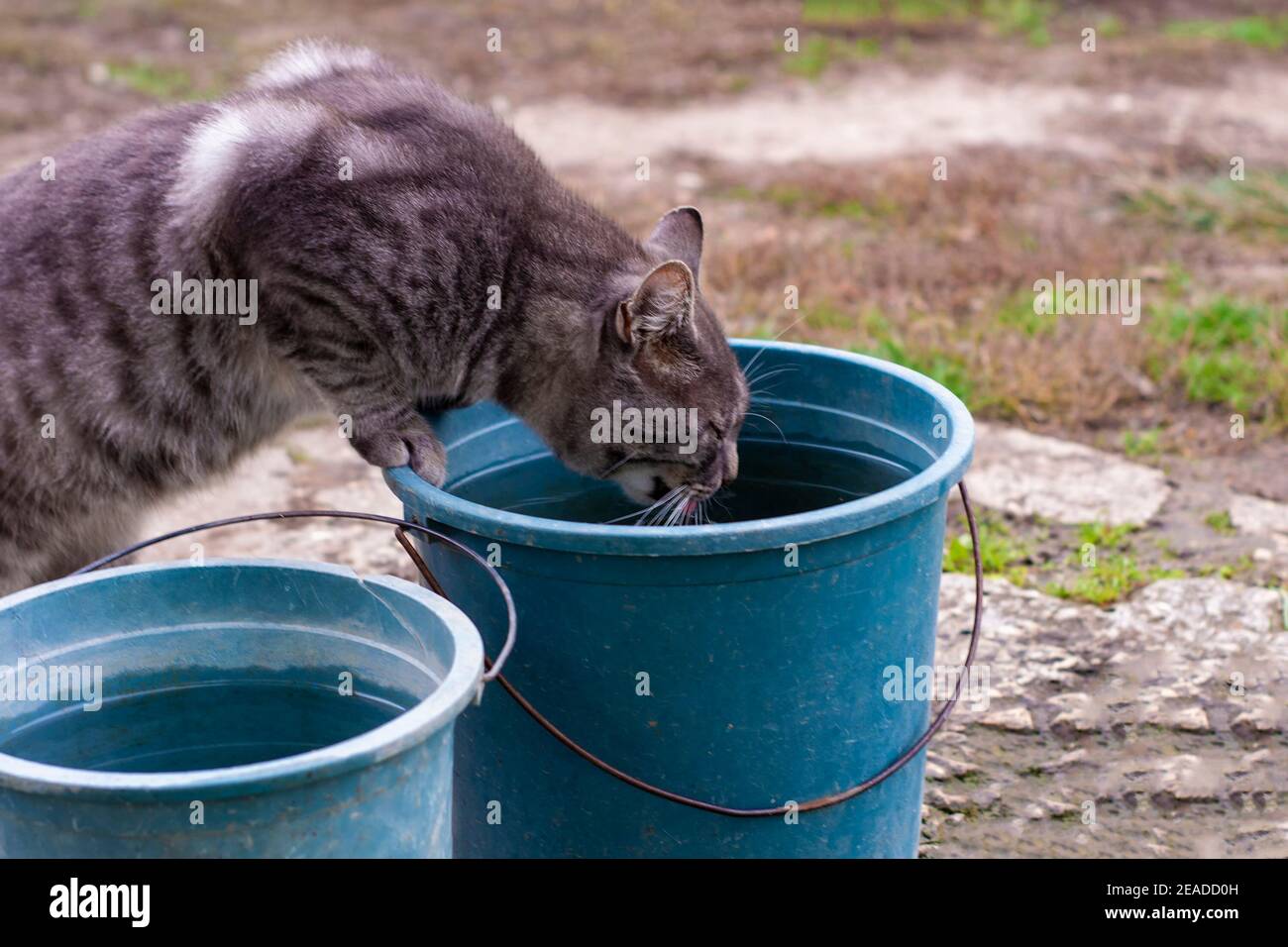 Il gatto curioso sbirciata nel secchio di plastica nel giardino. Un bellissimo animale domestico a righe grigio-bianco in piedi sulle sue gambe posteriori. Concetto di curiosità dei gatti. Foto Stock