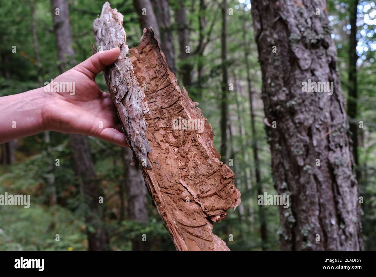 Mano che tiene un pezzo grande di corteccia dell'albero di faggio dentro la foresta Foto Stock
