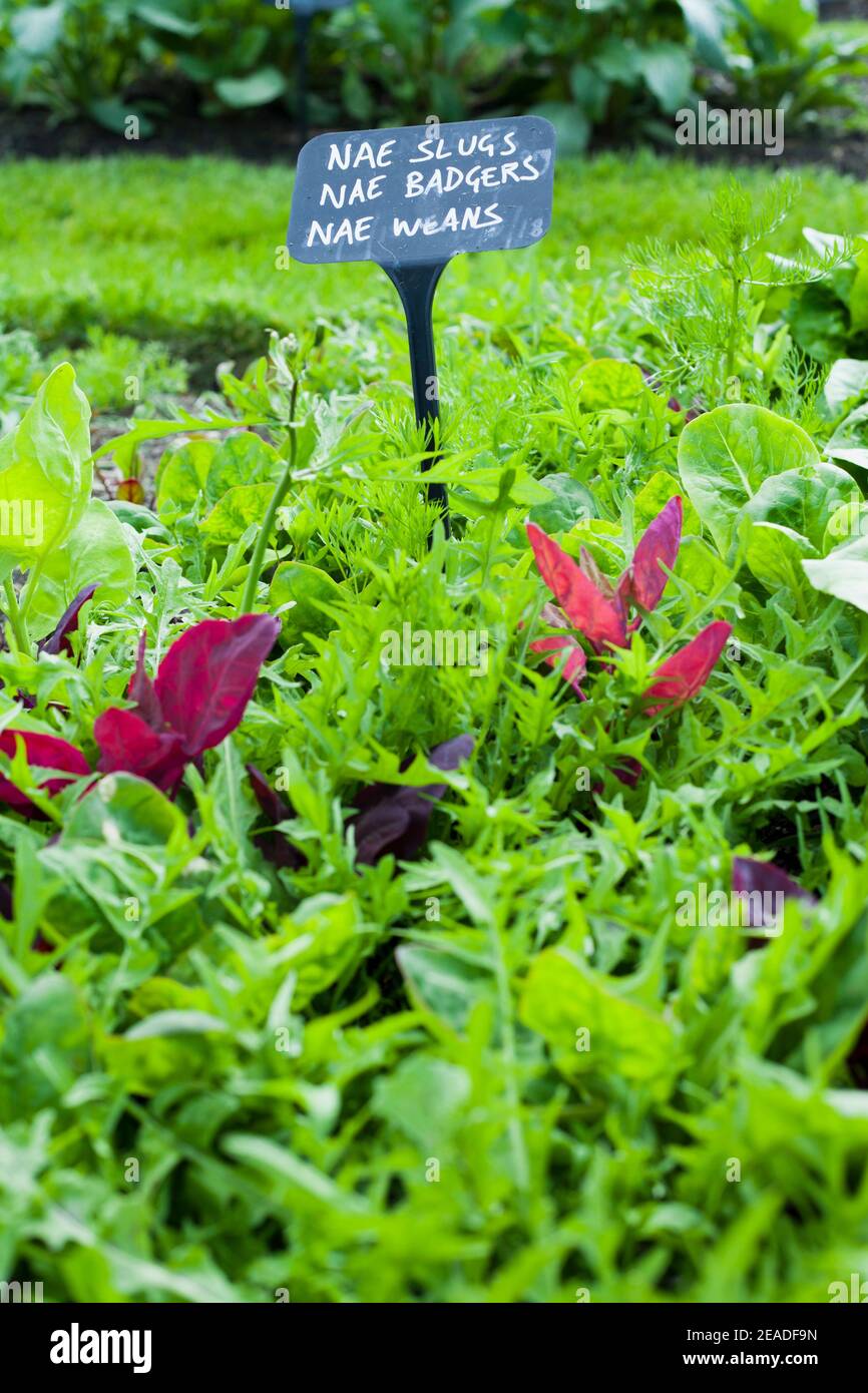 Foglie di insalata di lattuga resistenti a caraffe e altri parassiti nell'orto. Foto Stock