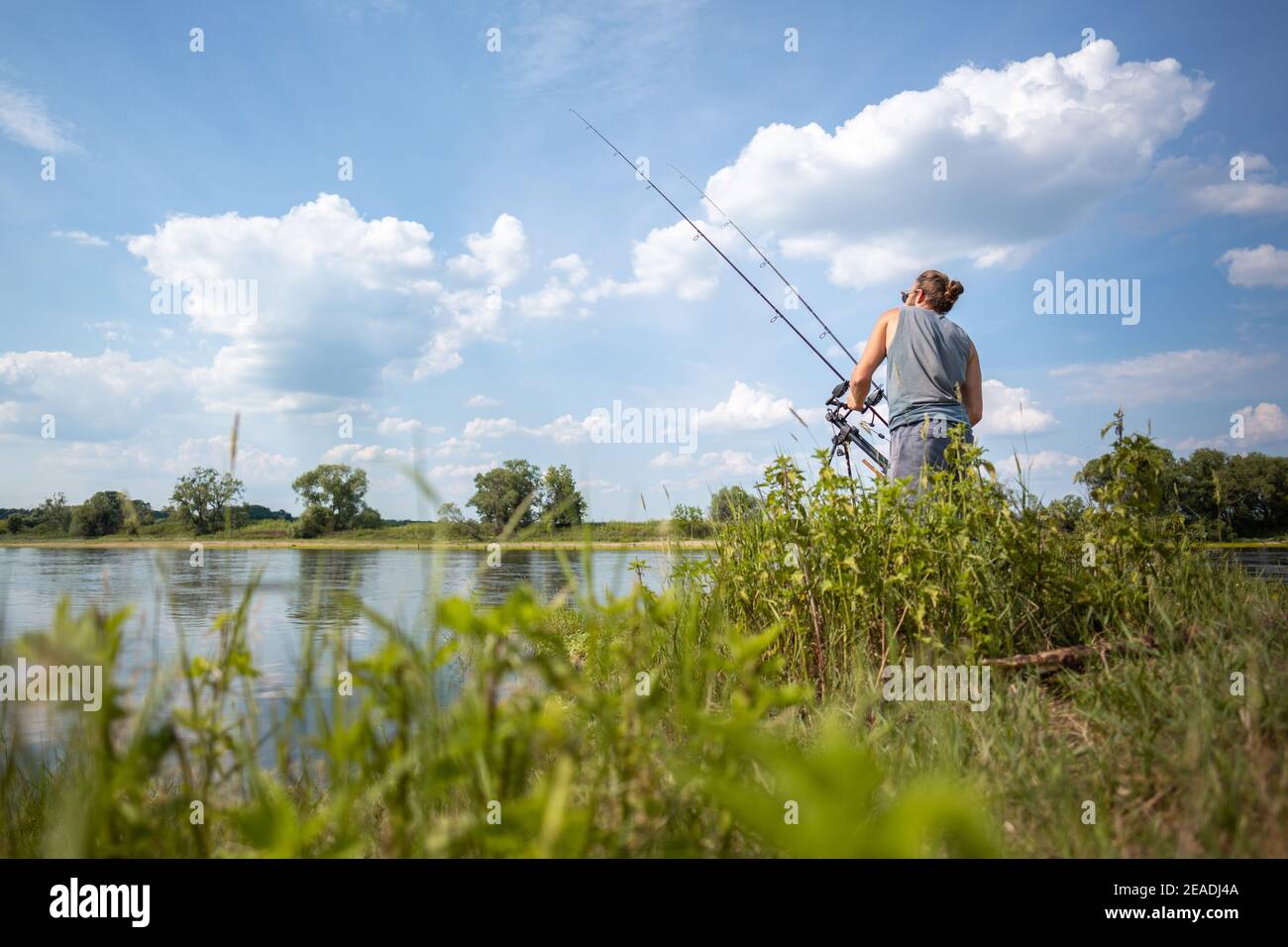 Uomo che regola due canne da pesca di carpa su una riva del fiume Foto Stock