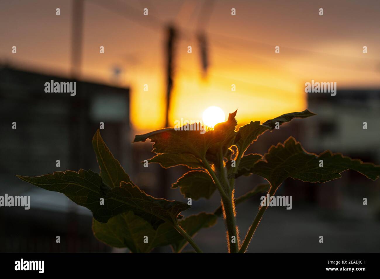 Girasole di fronte al tramonto a Guayaquil in un suburbia scattata da una foto professionale Nikon D7200 Foto Stock