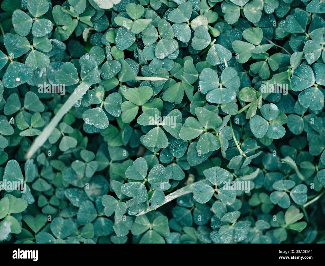 Foglie di trifoglio verde coperte di rugiada. Foto Stock