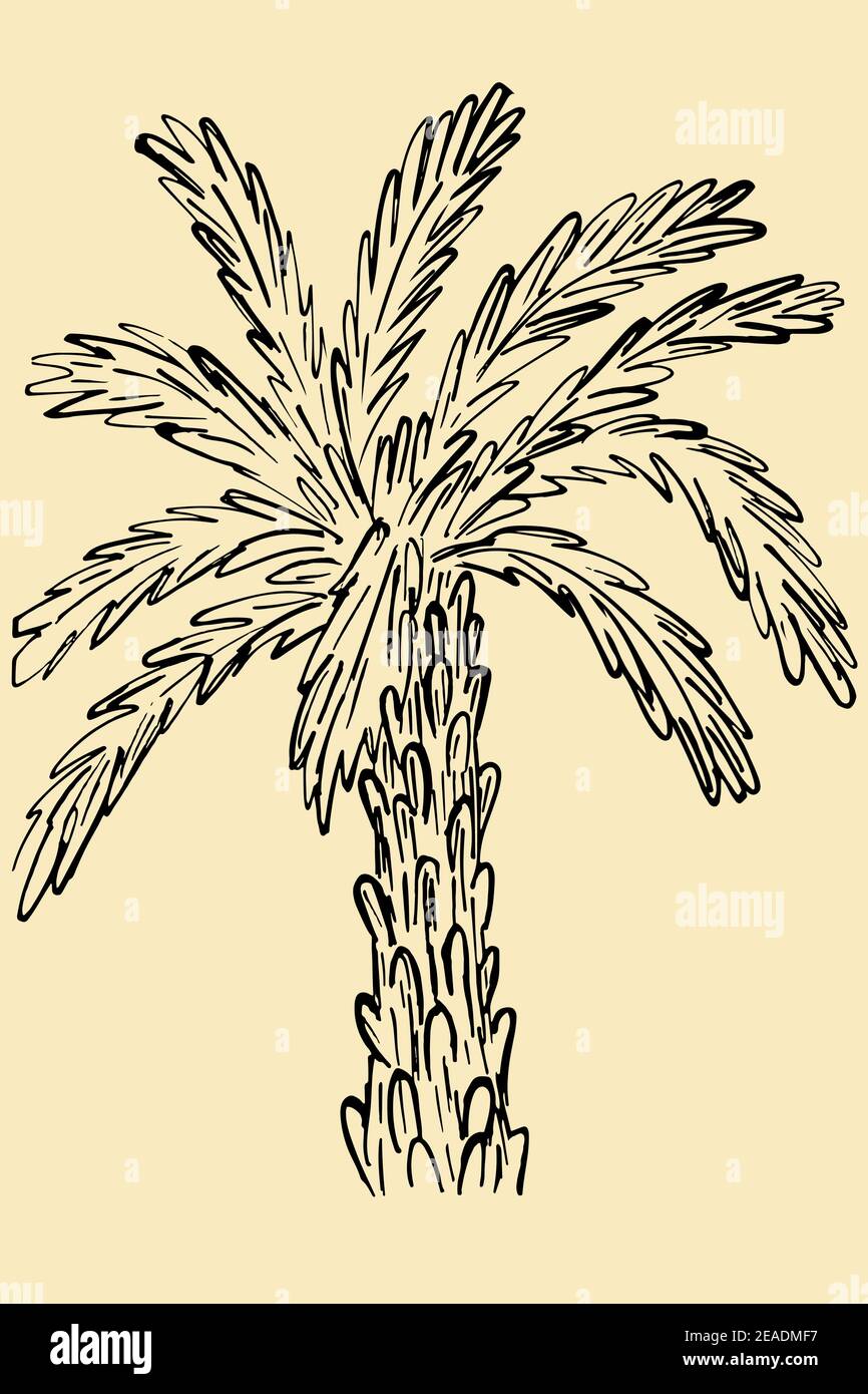 Schizzo della struttura ad albero di palma. Vettore, palma su sfondo marrone. Albero esotico a mano libera, illustrazione semplice, oggetto isolato. Illustrazione Vettoriale