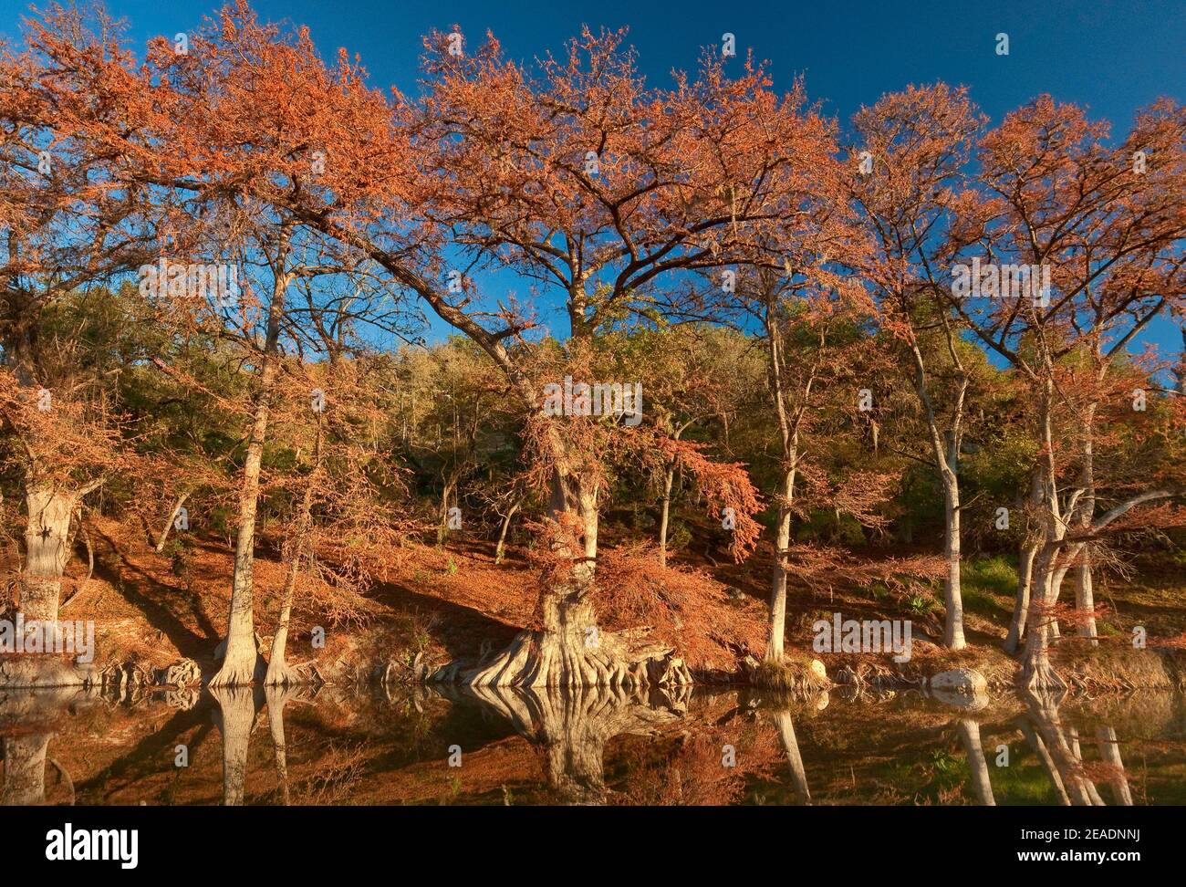 Calvo cipresso alberi lungo il fiume, in autunno fogliame, Guadalupe River state Park vicino Bergheim, Texas, Stati Uniti Foto Stock