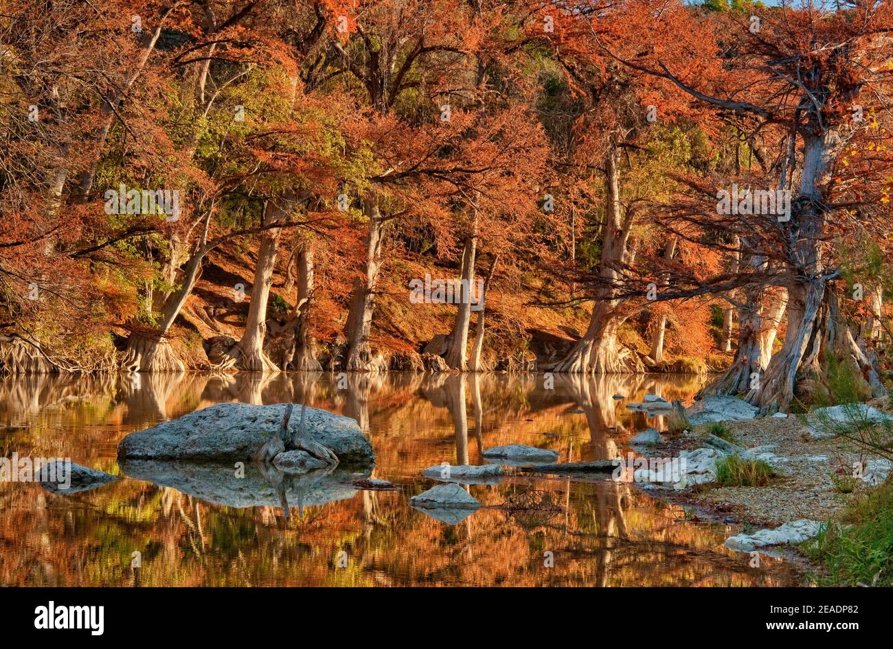 Calvo cipresso alberi lungo il fiume, in autunno fogliame, Guadalupe River state Park vicino Bergheim, Texas, Stati Uniti Foto Stock