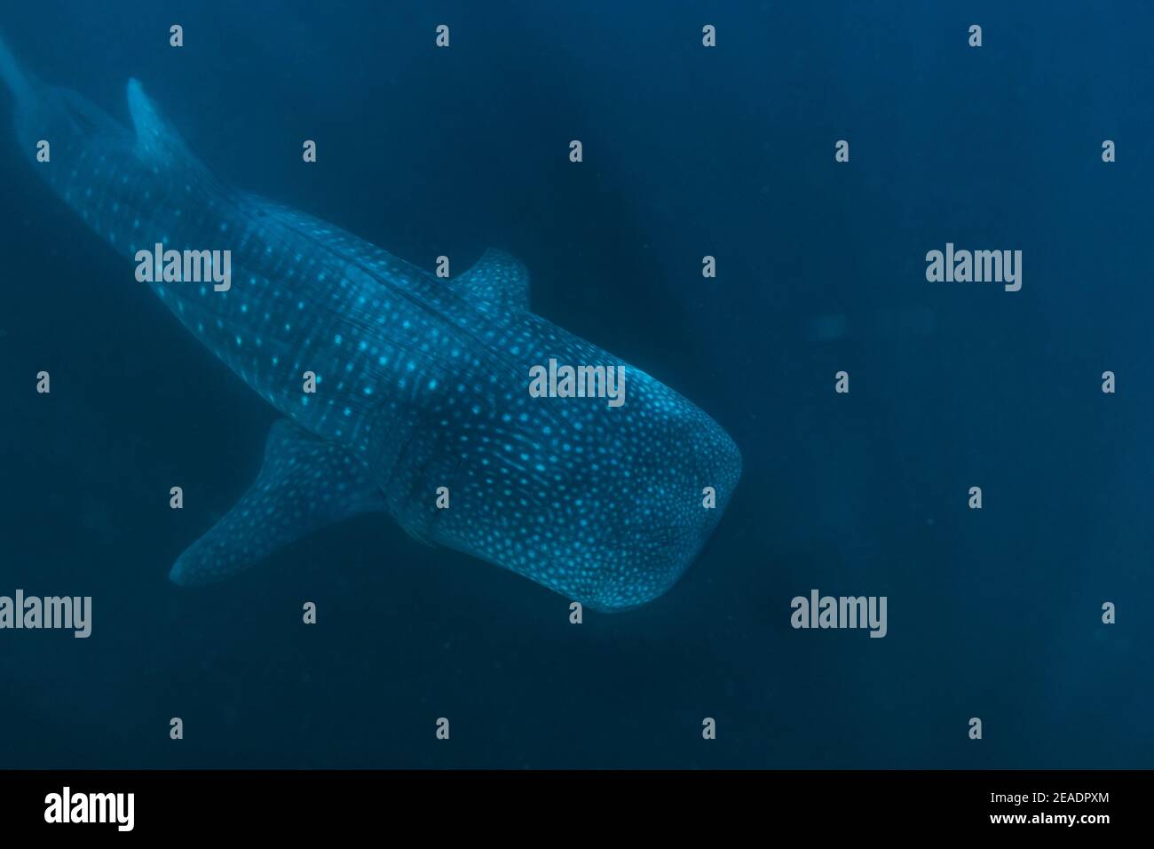 Squalo balena avvistato in Pintuyan, Padre Burgos, Leyte meridionale, Filippine, Sud Est Asiatico, Subacquea, Nuoto, Oceano Blu profondo Foto Stock