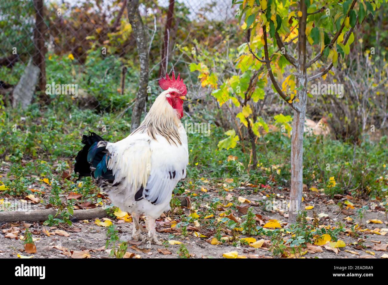 White Rooster. Verticale. Ci sono polli sullo sfondo. Foto Stock