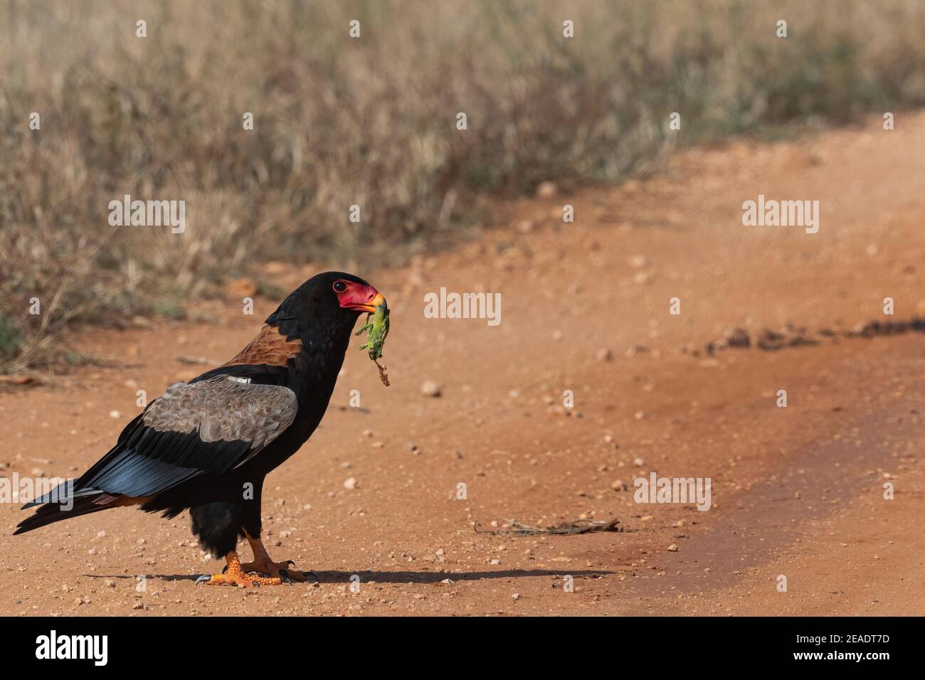 Aquila di Bateleur con preda. Foto Stock