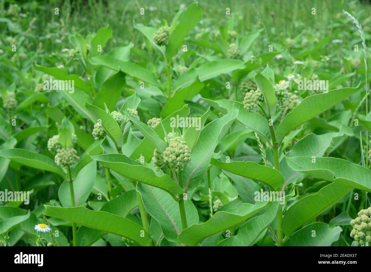 Asclepias siriaca, alghe comuni, fiore farfalla, alghe, una pianta di miele  originaria del Canada considerata specie invasive in Europa come sopraffa  Foto stock - Alamy