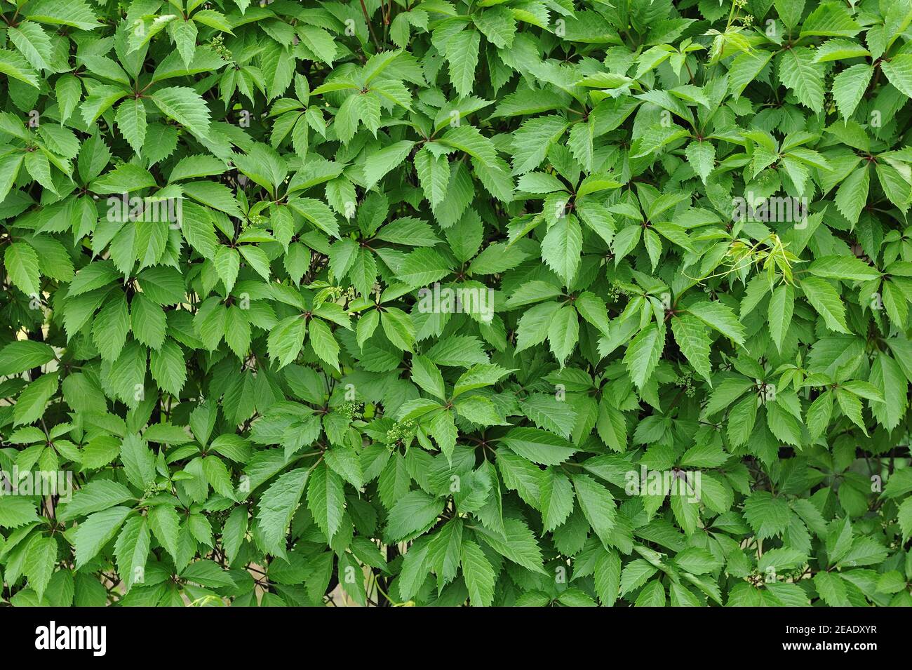 Parete con foglie di edera verde vibrante per la decorazione del giardino Foto Stock