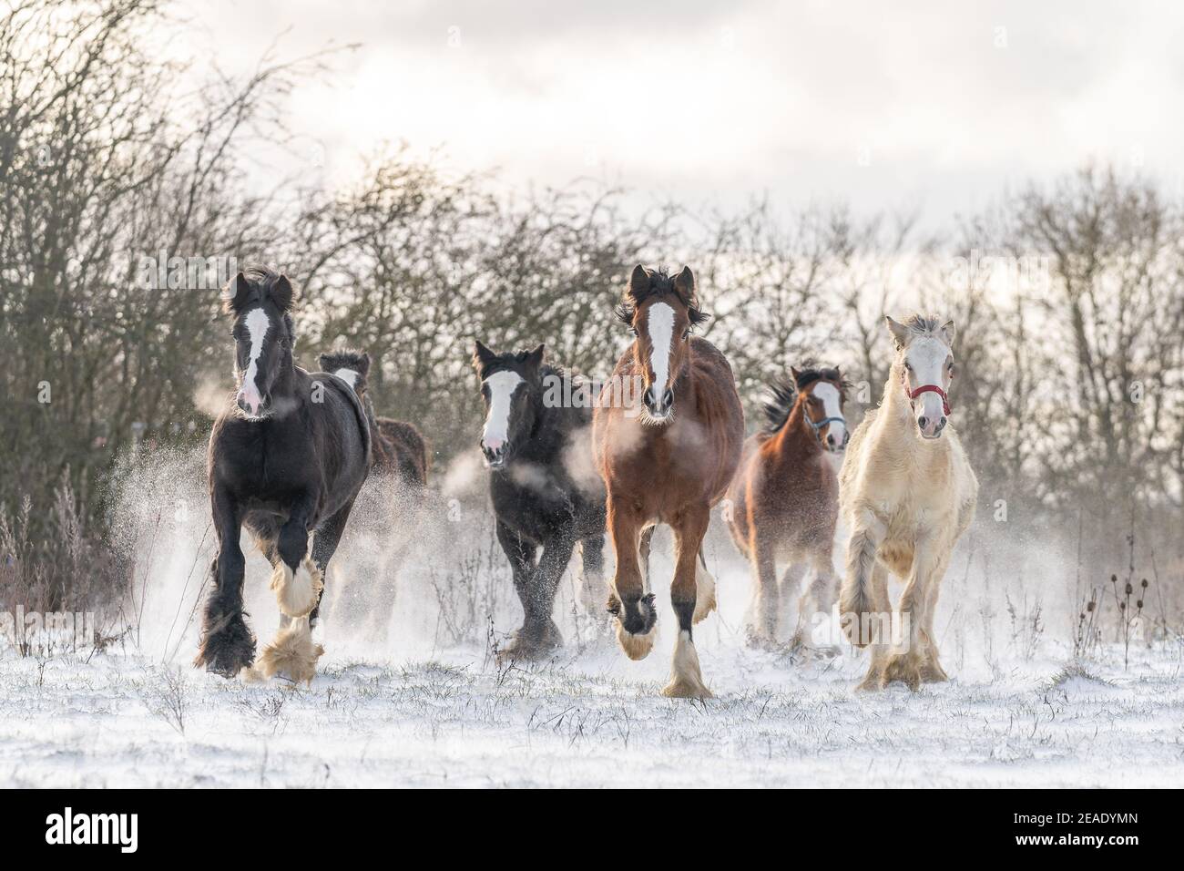 Bellissimo gruppo di zingari irlandesi cavalli cob che corrono nemici terreno innevato selvaggio verso attraverso freddo campo invernale innevato profondo al tramonto galoppo in pacchetto Foto Stock