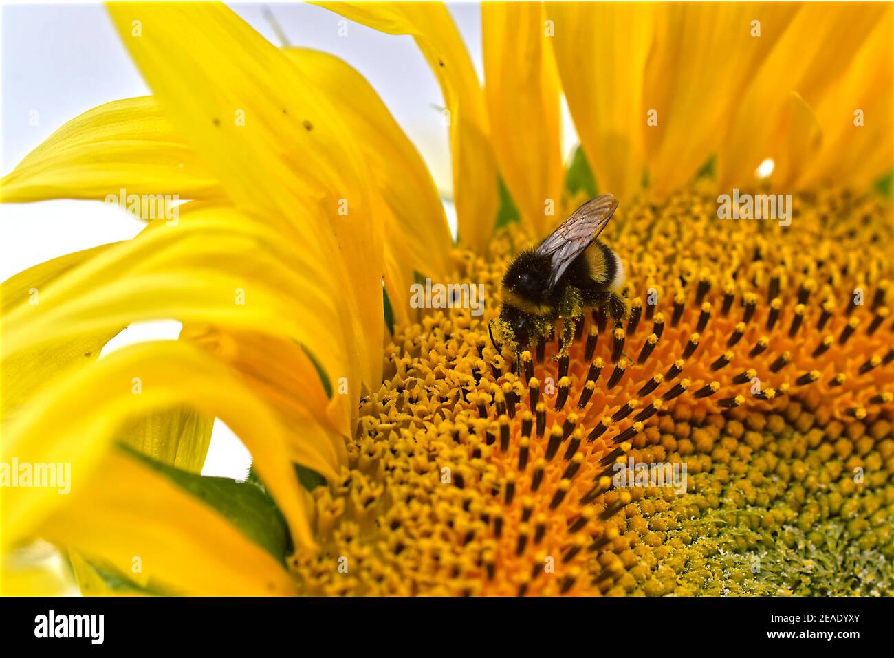 Macro di bumblebee (Bombus terrestris) che si nuda al girasole Foto Stock