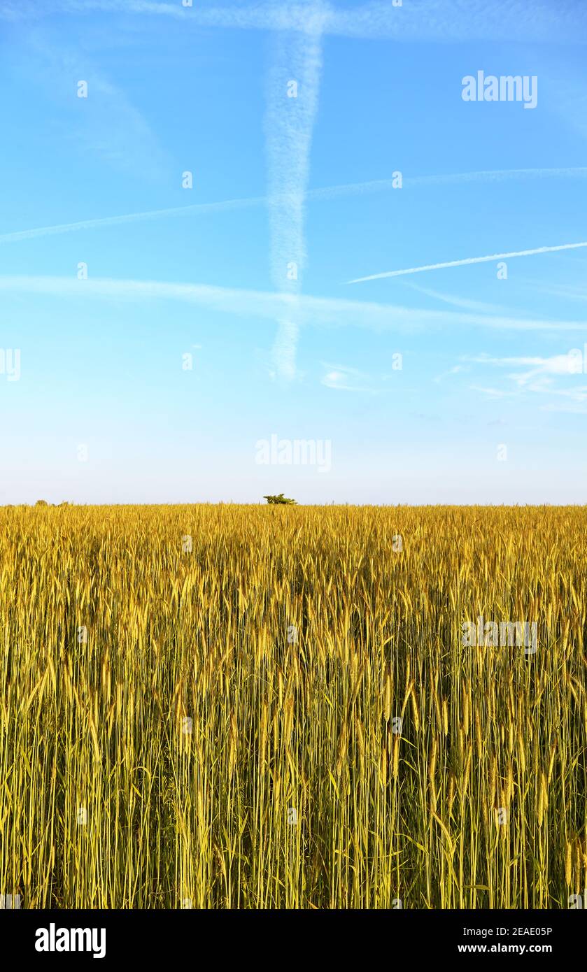 Campo di segale in una bella giornata di sole. Foto Stock