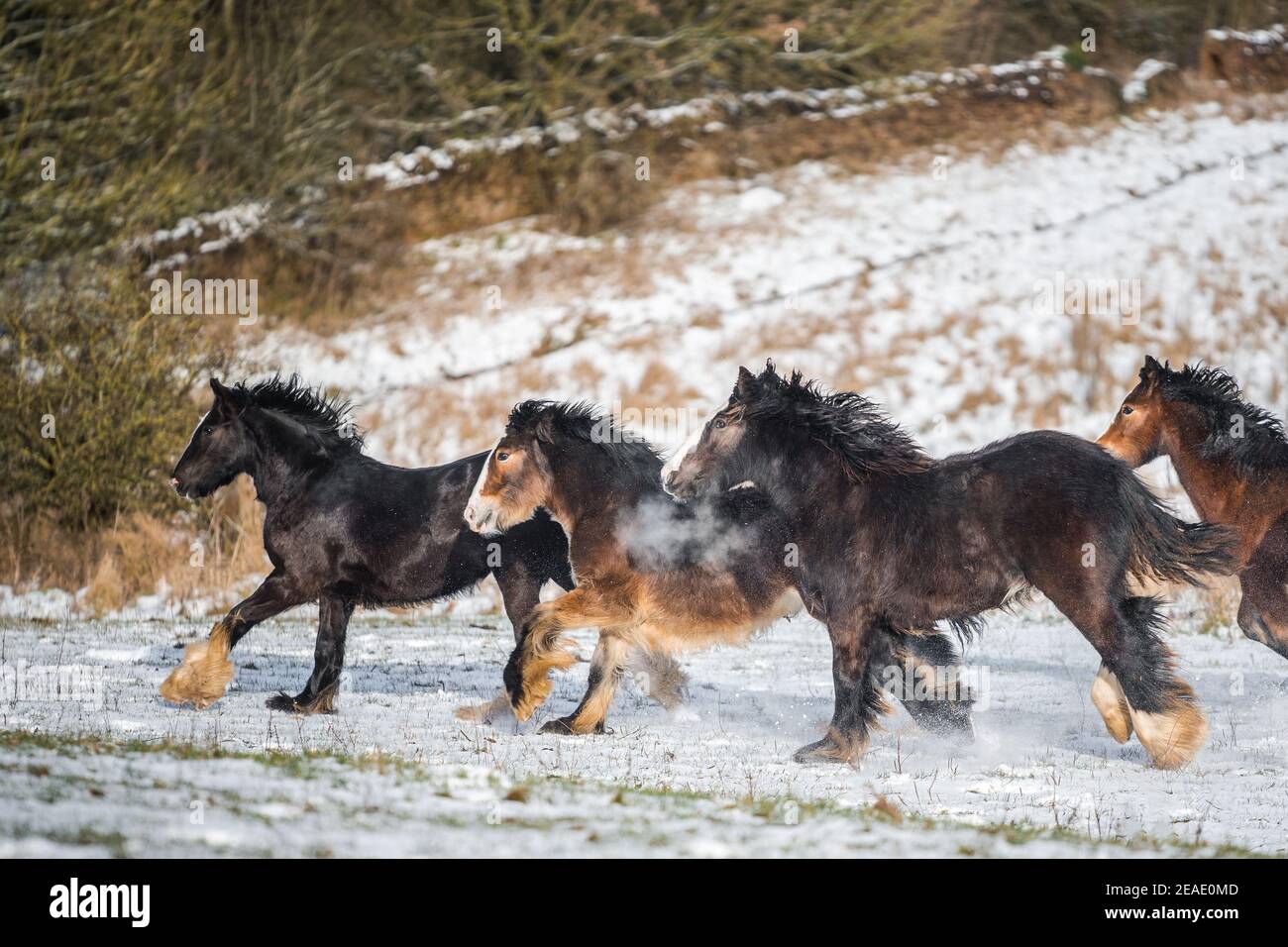 Bellissimo gruppo di zingari irlandesi cavalli cob che corrono nemici neve selvaggia a terra verso attraverso freddo inverno innevato campo al tramonto galoppo pack Foto Stock