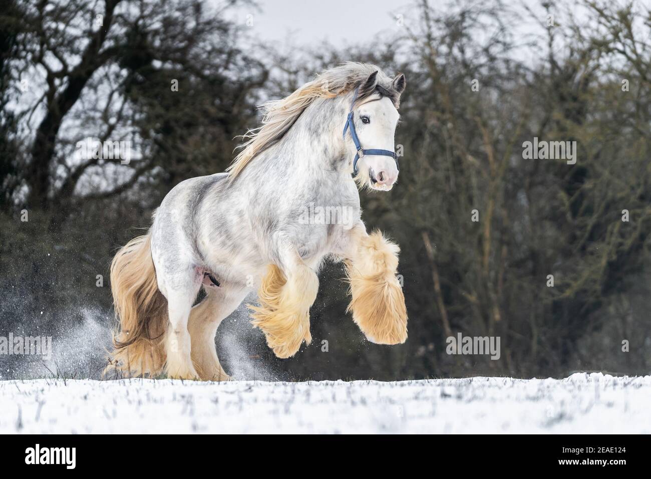 Bella grande irlandese zingaro cavallo cob foal correre selvaggio in neve al suolo che si alza in alto le grandi gambe anteriori in piuma verso la fotocamera attraverso le piume Foto Stock